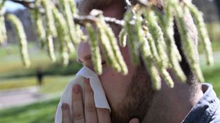 Birkenpollen sind nun auf dem Saisonhöhepunkt. (Symbolbild)